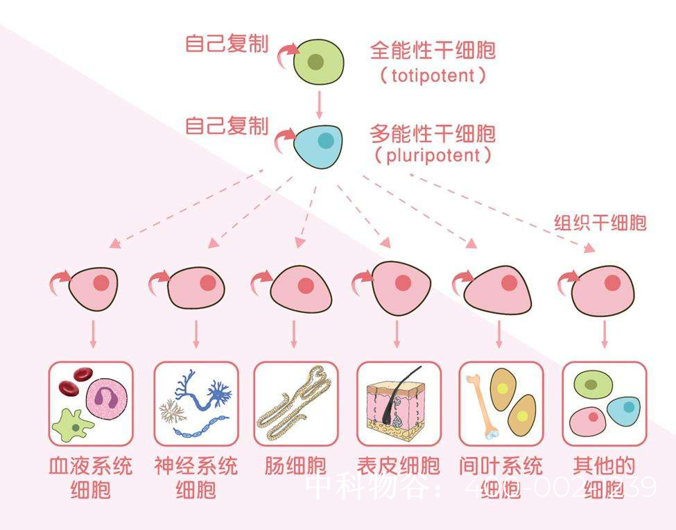 干細(xì)胞治療糖尿病的最新進(jìn)展